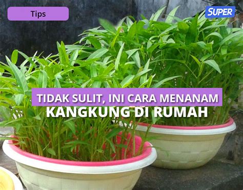 10 Cara Menanam Kangkung Di Halaman Rumah Untuk Pemula