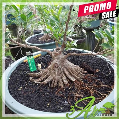 Jual BAHAN BONSAI BERINGIN KIMENG PECAH BATANG TURUN CANGKOK Shopee