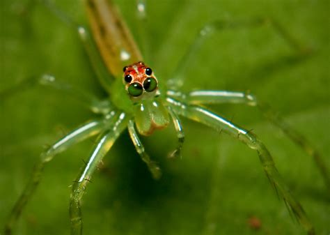 Magnolia Green Jumper Spider Face Lyssomanes Viridis Phot Flickr