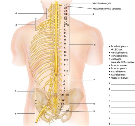 Spinal Nerve Division And 4 Spinal Plexuses Diagram Quizlet