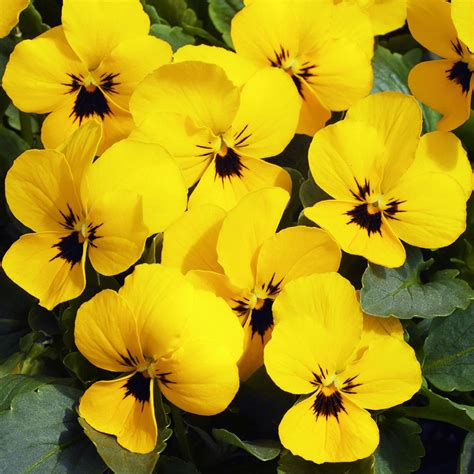 Viola Penny Yellow Blotch Muller Seeds