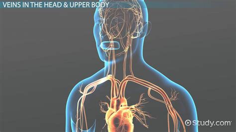 Major Veins of the Body | Overview, Anatomy & Functions - Lesson ...