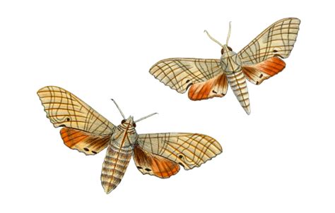 Vintage Clipart Butterfly Moth Free Stock Photo Public Domain Pictures