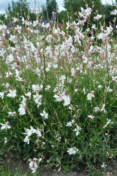 Gaura Lindheimeri Whirling Butterflies Kaufen Plant Grow