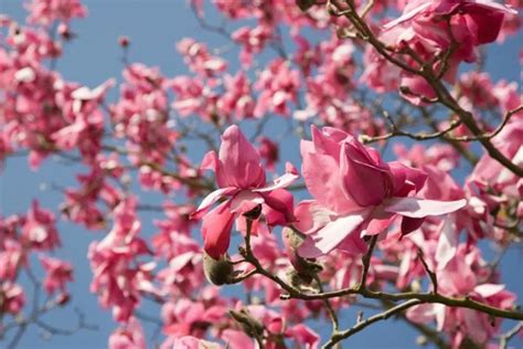 Galerie - Krásná a léčivá Magnolie | Dumazahrada.cz