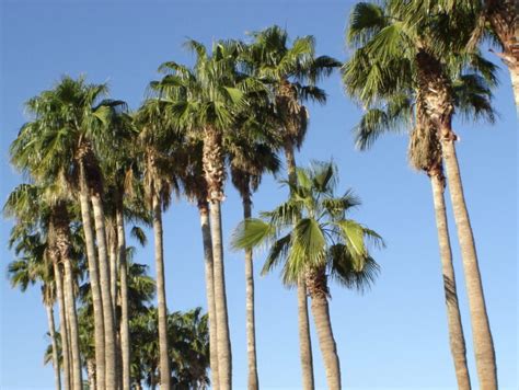 Palmera Washingtonia Cuidados Completos Poda Y Ubicaci N