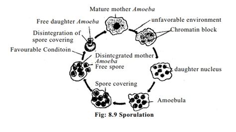 Reproduction Of Amoeba Binary Fission And Sporulation