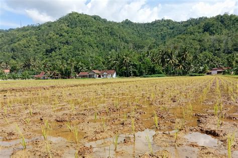 Nestapa Petani Pacitan Terdampak Limbah Tambang Tembaga