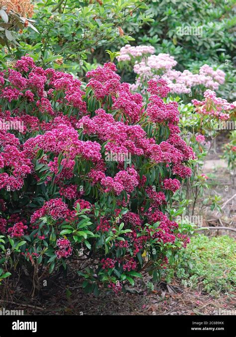 Lorbeerrose Kalmia Latifolia Kaleidoscope Stock Photo Alamy