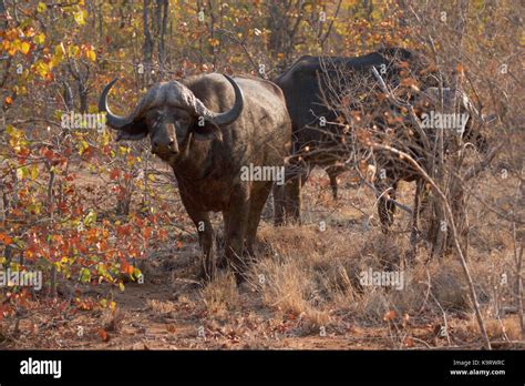 Herd cape buffalo migration hi-res stock photography and images - Alamy