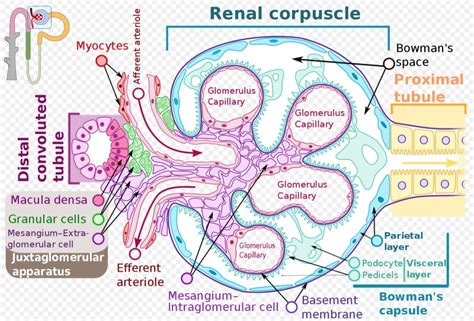 [figure Image Of A Glomerulus Including ] Statpearls Ncbi Bookshelf