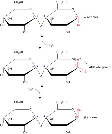 Maltose - Tuscany Diet