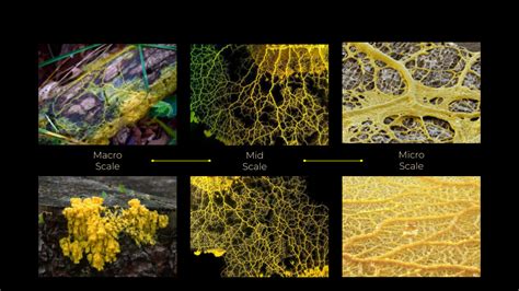 Slime Molds Simulation Iaac Blog