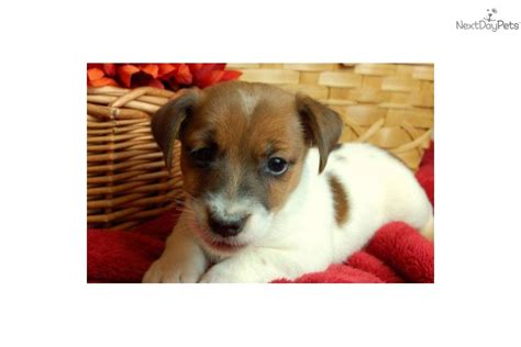 Meet Female A Cute Jack Russell Terrier Puppy For Sale For 500 Toy