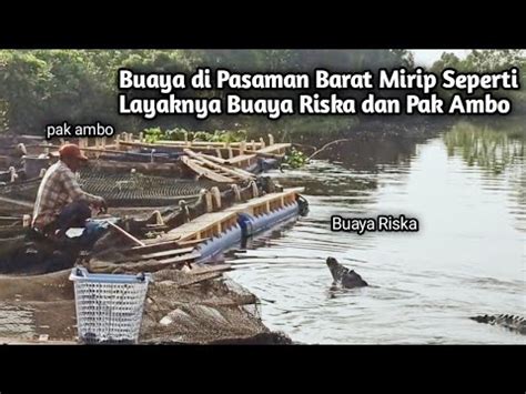 Buaya Besar Yang Sering Mendatangi Keramba Warga Di Pasaman Barat Youtube