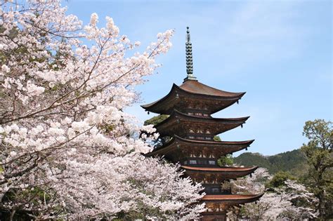 山口県のお勧め桜名所4選 Good Luck Trip