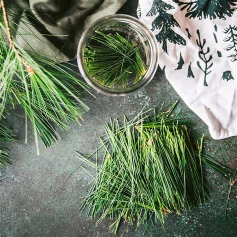 Pine Needle Recipes Drinks Desserts Syrups Balms More