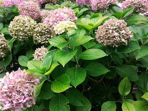 Hortensia Guía completa de cuidado y mantenimiento para esta hermosa