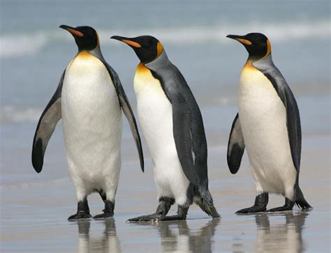 Penguin | The Biggest Animals Kingdom