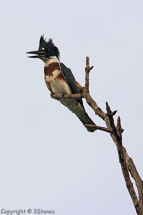 North Central Texas Birds Belted Kingfisher