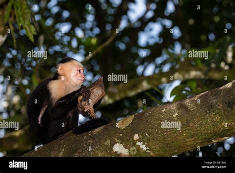 Macaw Monkeys Hi Res Stock Photography And Images Alamy