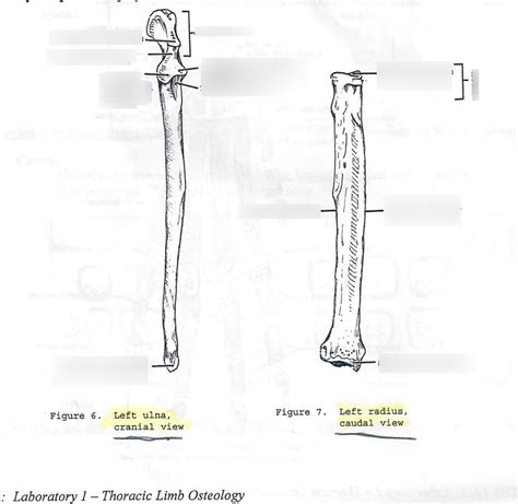 Ulna Left Cranial View And Radius Left Caudal View Diagram Quizlet