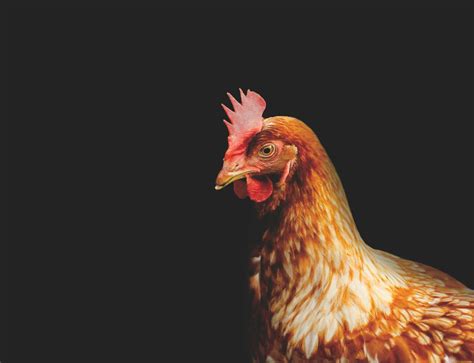 L Intelligenza Segreta Di Chi Ha Un Cervello Di Gallina