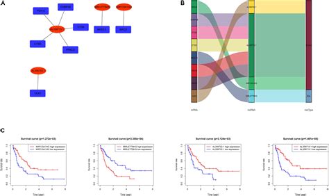 Frontiers A Prognostic Autophagy Related Long Non Coding Rna