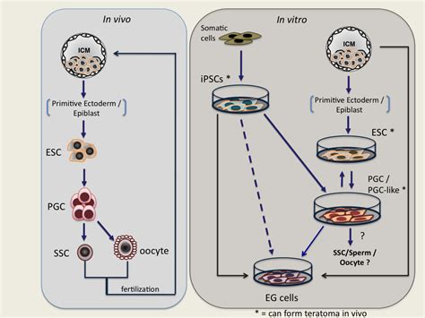 Embryonic Stem Cells And The Germ Cell Lineage Intechopen