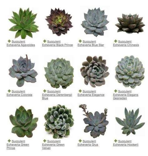 Succulents A Plant Guide Gardens Plants And Succulents Garden