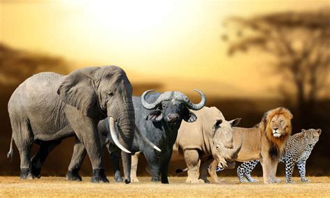 South Africas Wildlife From The Big Five To Endangered Species