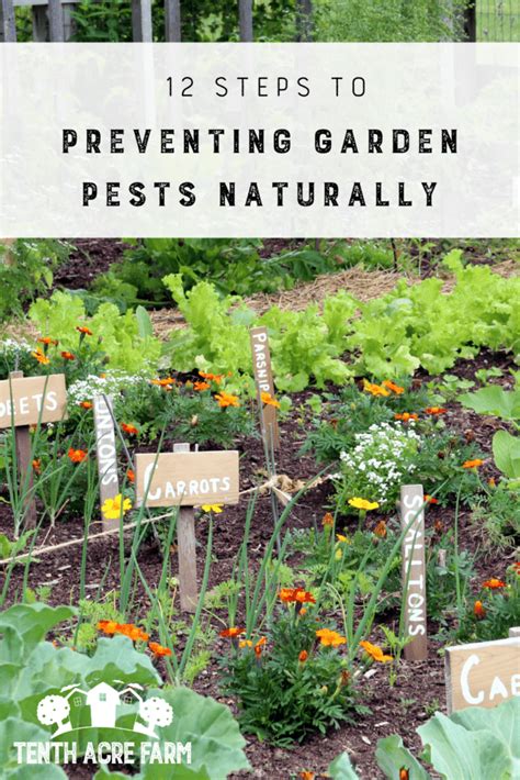 12 Steps To Preventing Garden Pests Naturally Tenth Acre Farm