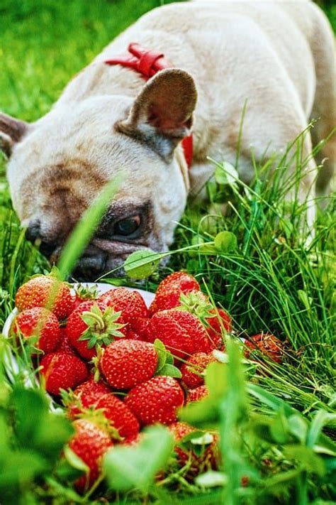 Los Perros Si Pueden Comer Fresas Cantidad Recomendada