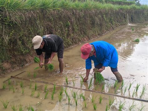 Gotong Royong Dan Kerja Sama Dalam Menanam Padi Aliansi Masyarakat