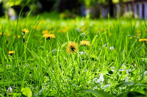 Fotos gratis naturaleza césped planta campo prado diente de león