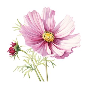 Watercolor Light Pink Cosmos Flower Free Element Watercolor