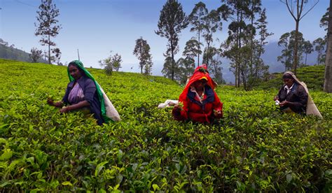 Tea experience in Pedro Estate | Tea Estate Sri Lanka | Pedro Estate in Sri Lanka | Tea Experience