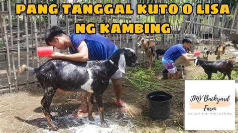 Paraan Para Maalis Ang Kuto O Lisa Ng Kambing Goat Farming Update