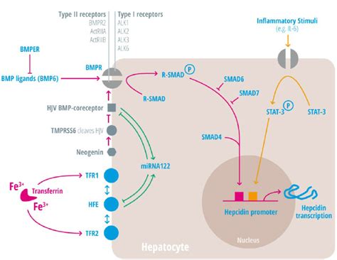 Regulation Of Hepatic Hepcidin Induction At The Cellular Level