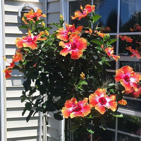 18 Fiesta Hibiscus In Garden Ideas With Pictures