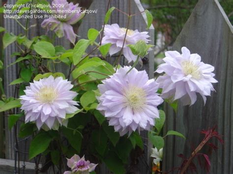 Plantfiles Pictures Clematis Early Large Flowered Double Clematis