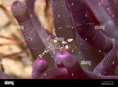 Spotted Cleaner Shrimp Periclimenes Yucatanicus On Sea Anemone