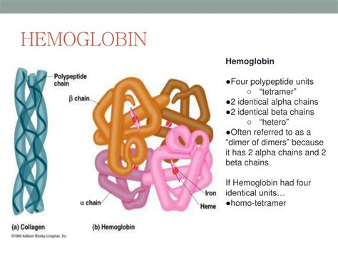 Myoglobin Vs Hemoglobin Structure | Sexiz Pix