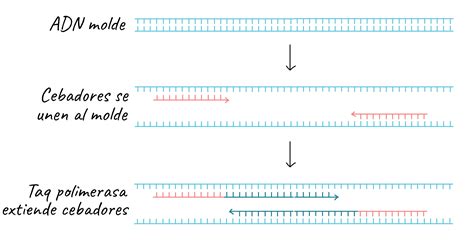 Reacción En Cadena De La Polimerasa Pcr Video Khan Academy Rtech