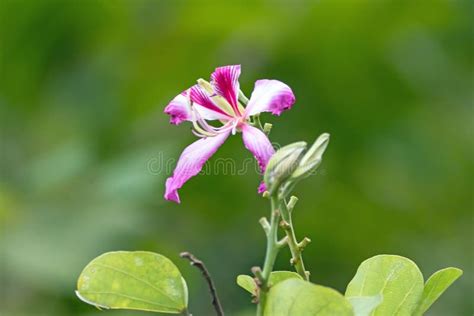 Flower Of A Hong Kong Orchid Tree Bauhinia Blakeana Stock Photo