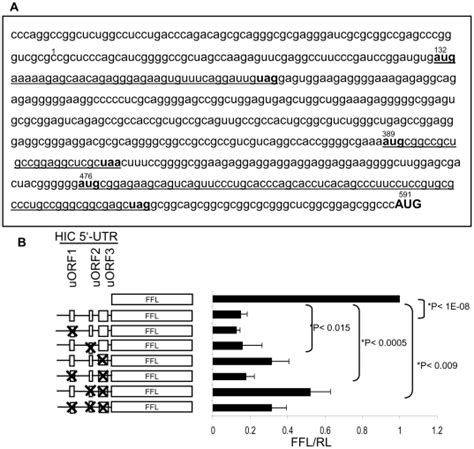 A Sequence Of HIC 5 UTR Initiation And Termination Codons Of The