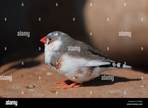 The Zebra Finch Taeniopygia Guttata Colour Mutation Called Pied Stock