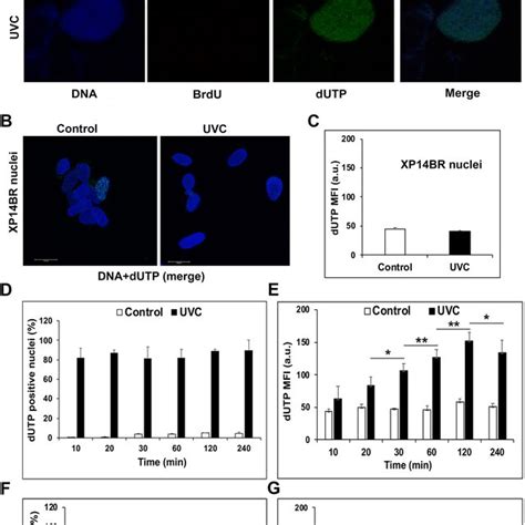 In Vitro Dna Repair Assay In Uvc Treated Nuclei Incubated With