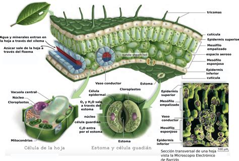 Tema 126 Tejido Vegetales Tejidos