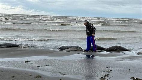 1,700 endangered seals wash ashore on Russia's Caspian Sea shore — Earth Changes — Sott.net